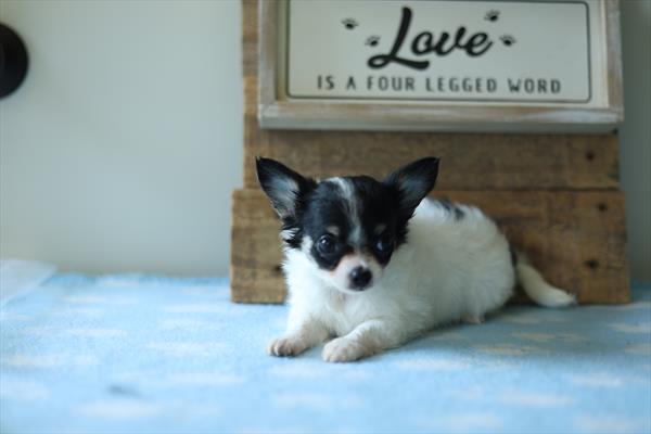 [#251686-04]  - White / Black F Chihuahua Puppies for Sale