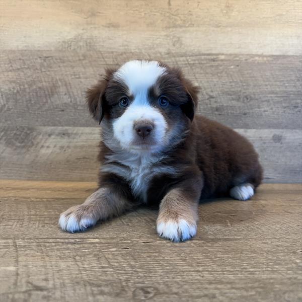 [#251872-01]  - Red Tan / White M Miniature Australian Shepherd Puppies for Sale