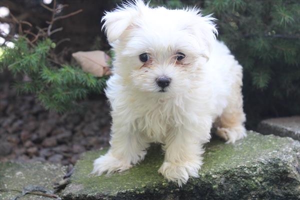 [#251839-01]  - White M Maltese Puppies for Sale
