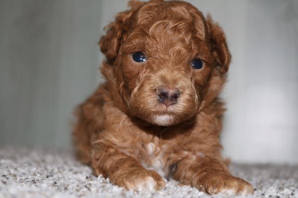 [#251560-02]  - Red M Poodle Mini Puppies for Sale