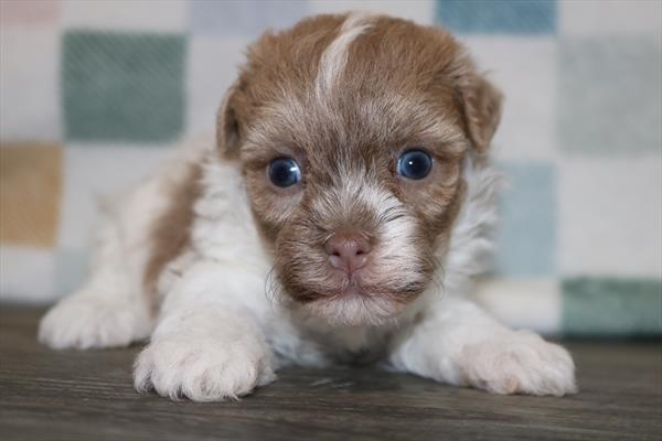 [#251576-03]  - Silver F Havanese Puppies for Sale
