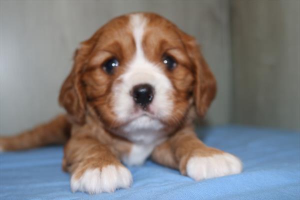 [#251608-01]  - Red M Cavalier King Charles Spaniel Puppies for Sale