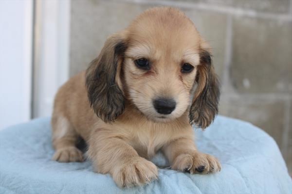 [#251952-05]  - Red F Dachshund Puppies for Sale
