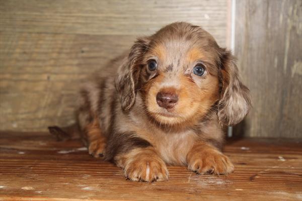 [#252105-01]  - Chocolate M Dachshund Puppies for Sale