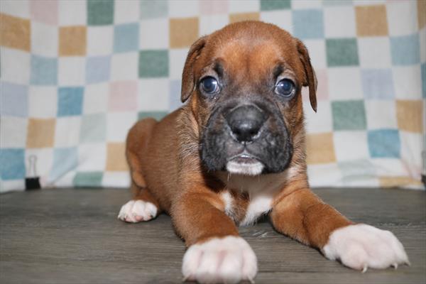 [#25253-04]  - Fawn / White F Boxer Puppies for Sale