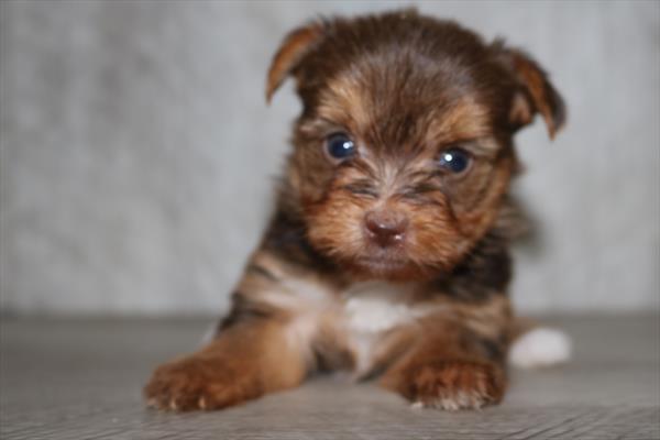 [#251636-04]  - Chocolate / Tan F Yorkshire Terrier Puppies for Sale
