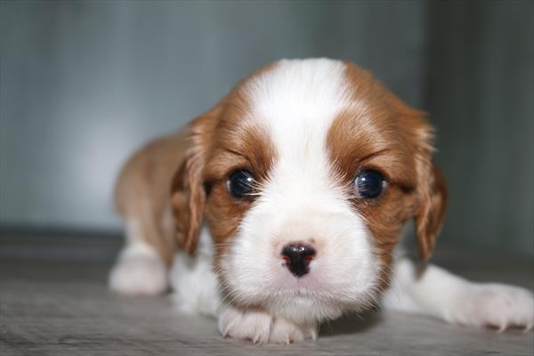 [#251592-01]  - Blenheim M Cavalier King Charles Spaniel Puppies for Sale