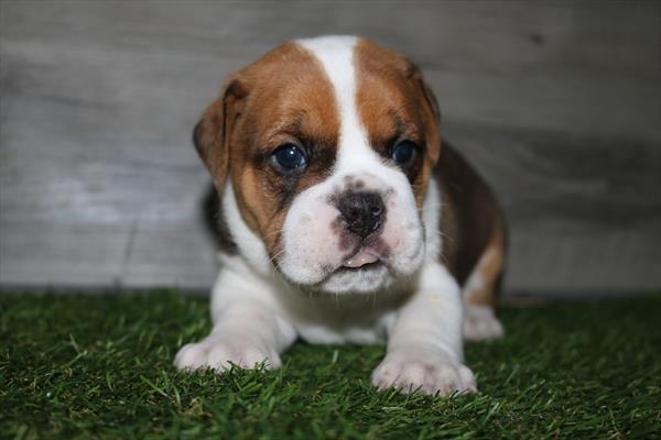 [#25284-01]  - Fawn / White M Bulldog/Puggle Puppies for Sale