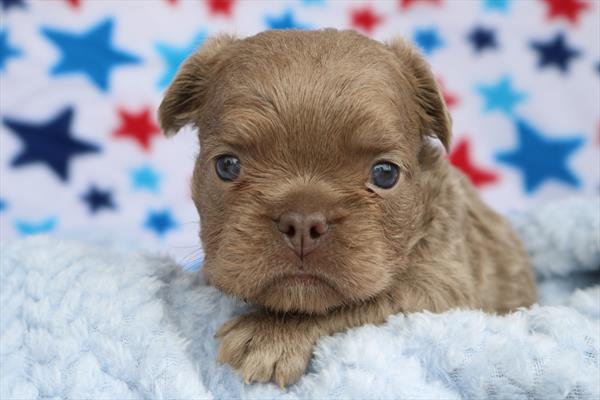 [#251613-06]  - Chocolate F French Bulldog Puppies for Sale