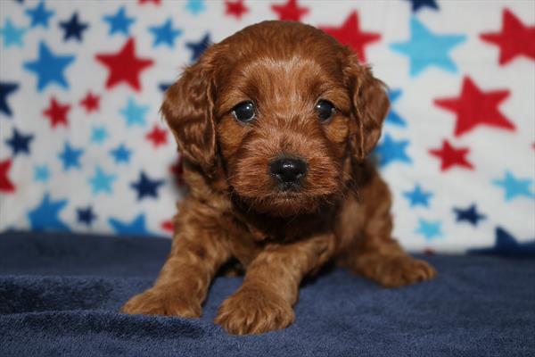 [#251642-03]  - Red F Cavapoo Puppies for Sale