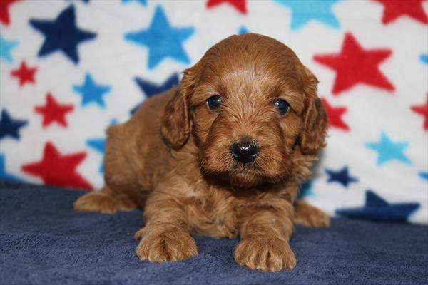 [#251643-03]  - Red F Cock A Poo Puppies for Sale
