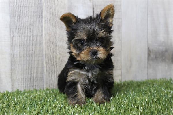 [#252142-04]  - Black / Tan M Yorkshire Terrier Puppies for Sale