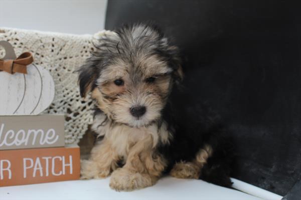 [#251894-01]  - Black / Tan M Morkie Puppies for Sale