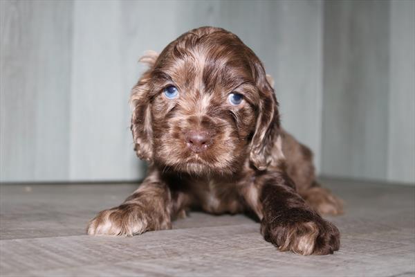 [#25262-01]  - Chocolate Merle M Cocker Spaniel Puppies for Sale
