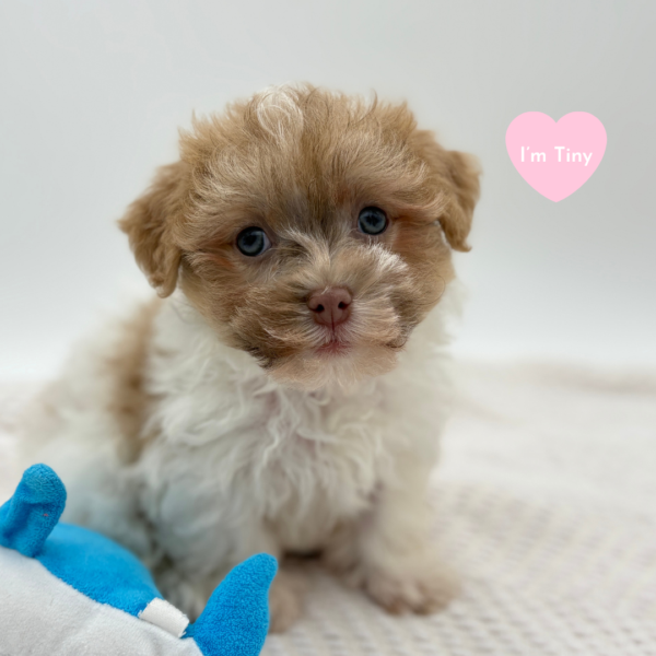 [#251576-03]  - Silver F Havanese Puppies for Sale