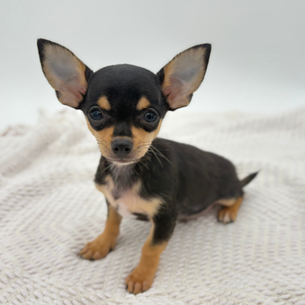 [#251749-02]  - Black / Tan M Chihuahua Puppies for Sale