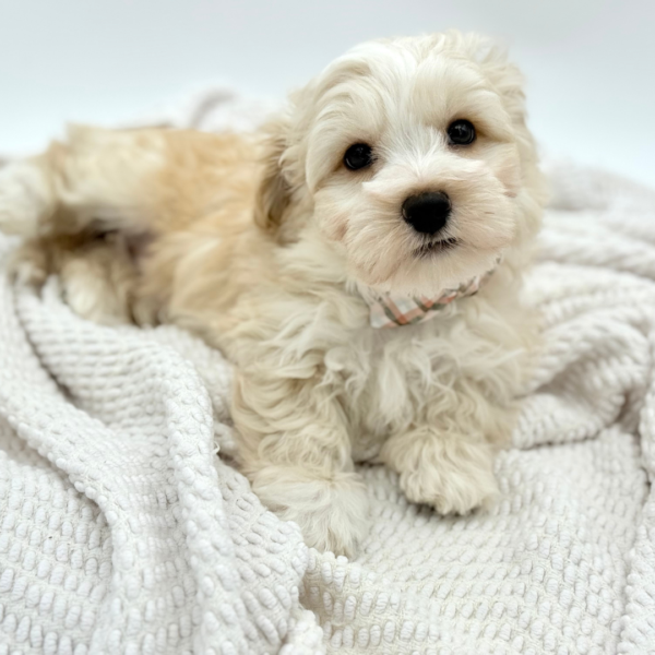 [#251575-01]  - Cream M Havapoo Puppies for Sale