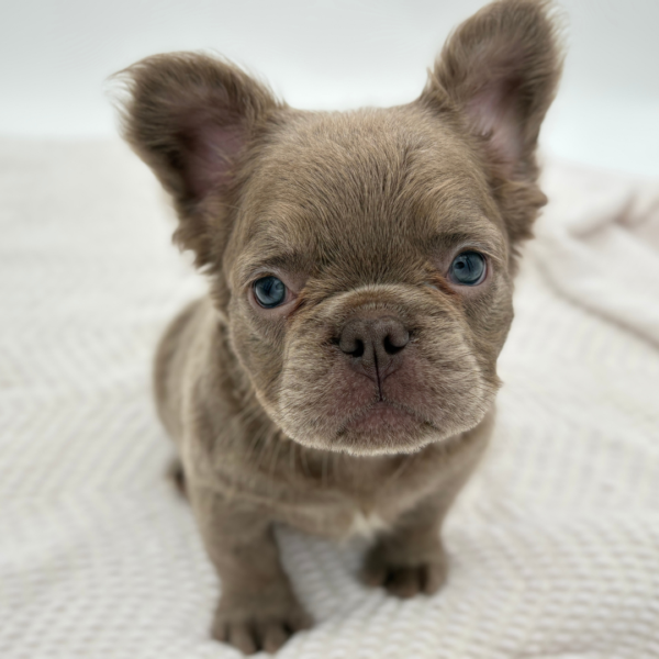 [#251613-06]  - Chocolate F French Bulldog Puppies for Sale