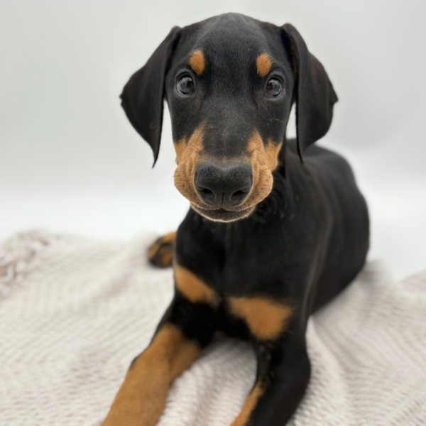 [#252117-02]  - Black / Rust M Doberman Pinscher Puppies for Sale