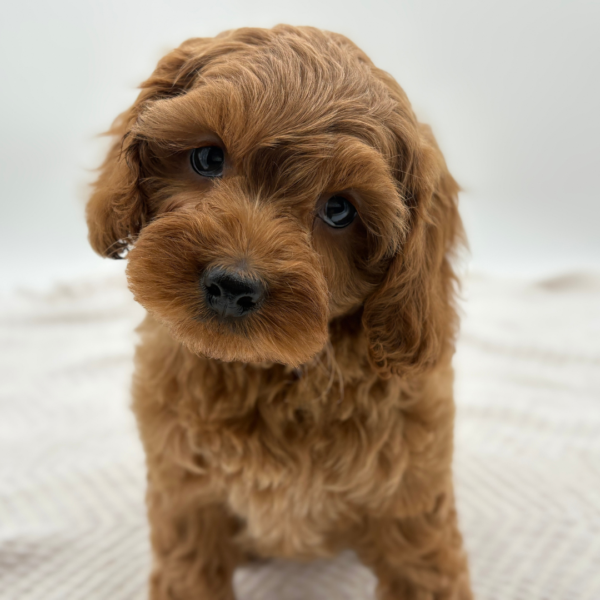 [#251643-03]  - Red F Cock A Poo Puppies for Sale