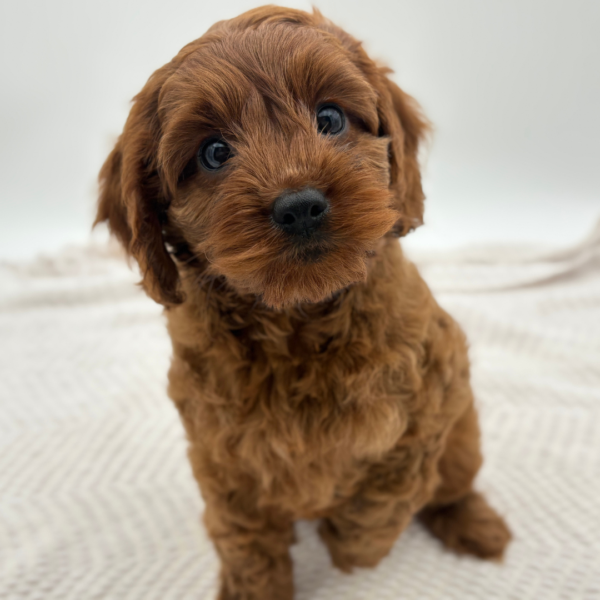[#251642-03]  - Red F Cavapoo Puppies for Sale