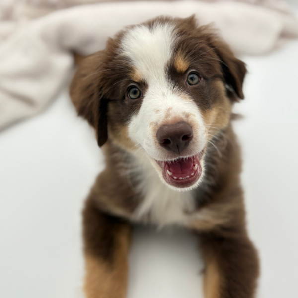 [#251872-01]  - Red Tan / White M Miniature Australian Shepherd Puppies for Sale