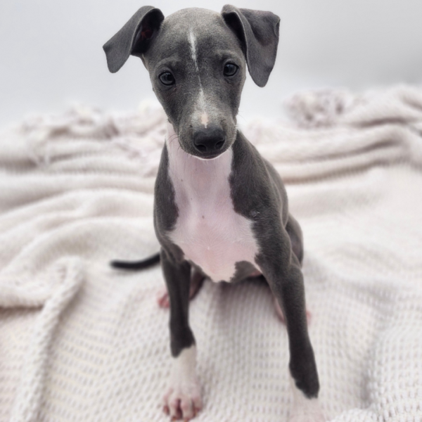 [#252278-06]  - Blue F Italian Greyhound Puppies for Sale