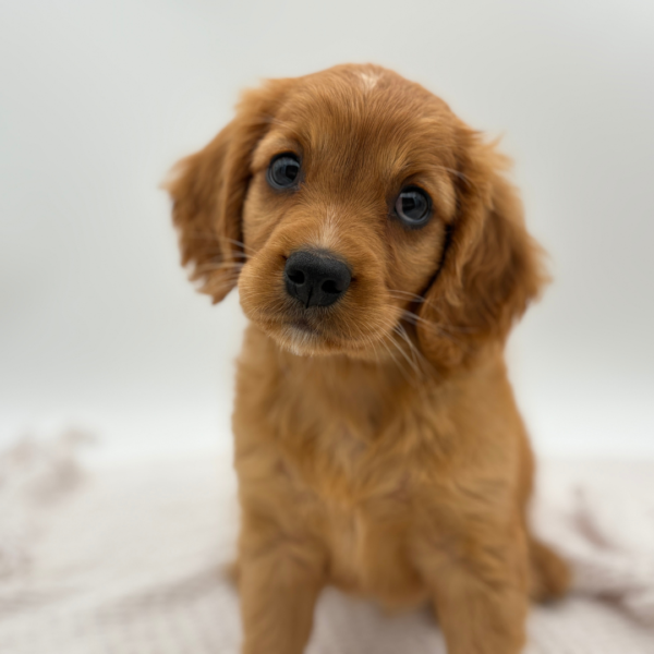 [#25277-01]  - Golden M Mini Golden Retriever Puppies for Sale