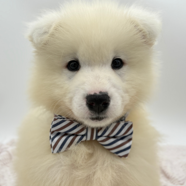 [#25269-03]  - Cream M Samoyed Puppies for Sale