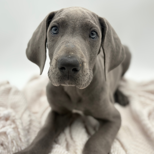 [#25266-05]  - Blue F Great Dane Puppies for Sale