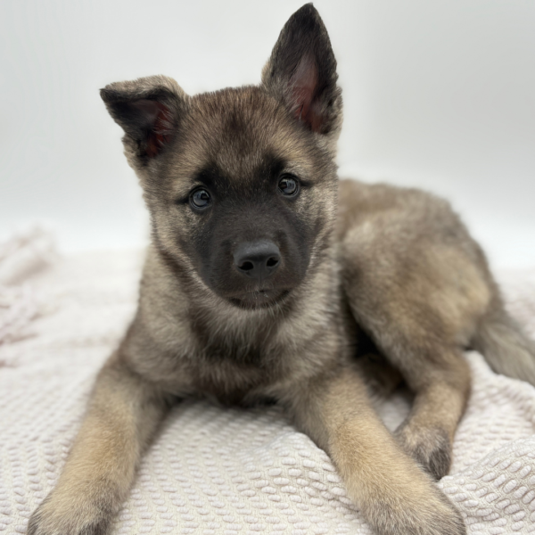 [#25289-07]  - Gray Black / Silver F Norwegian Elkhound Puppies for Sale