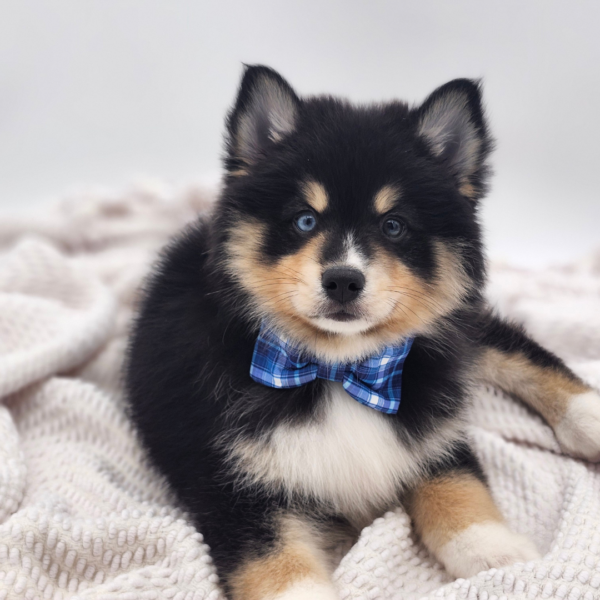 [#252307-01]  - Black / Tan M Pomsky Puppies for Sale