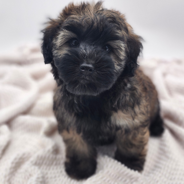 [#252362-07]  - Wheaten F Whoodle Mini Puppies for Sale