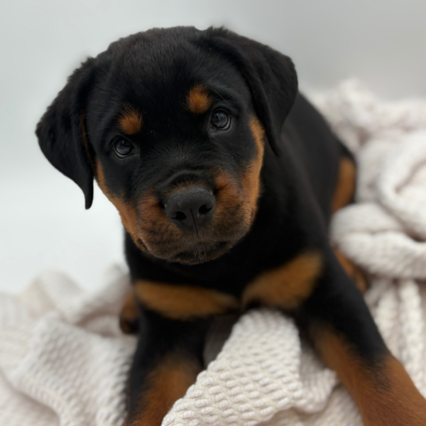 [#252580-02]  - Black / Tan M Rottweiler Puppies for Sale