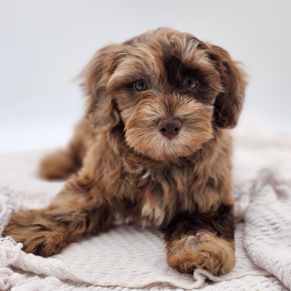 [#252227-01]  - Chocolate Merle M Havapoo Puppies for Sale