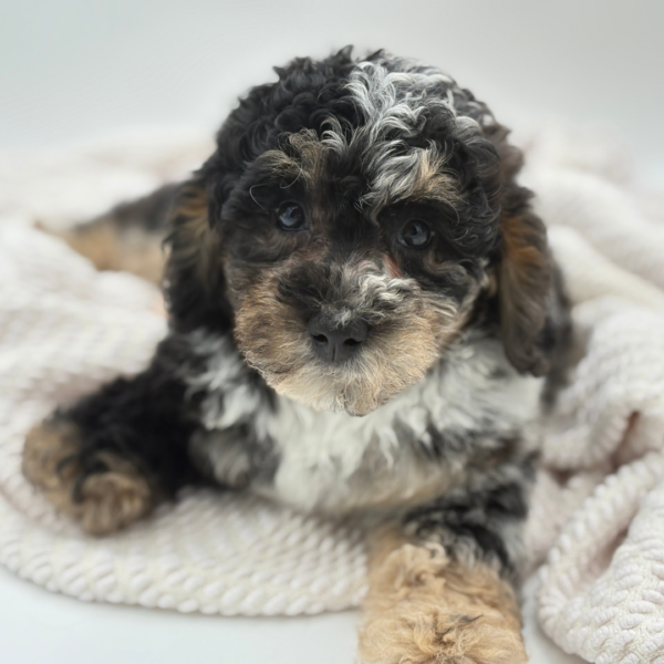 [#252315-07]  - Black Rust / White F Bernedoodle Mini 2nd Gen Puppies for Sale