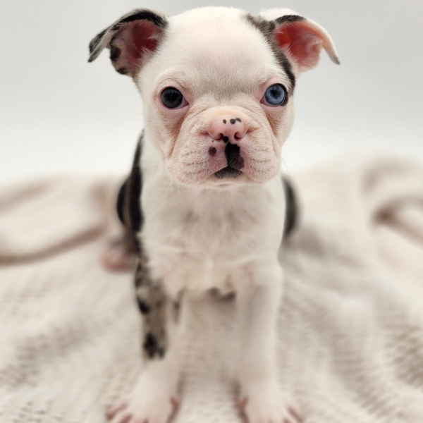 [#252430-04]  - Blue Merle F Boston Terrier Puppies for Sale