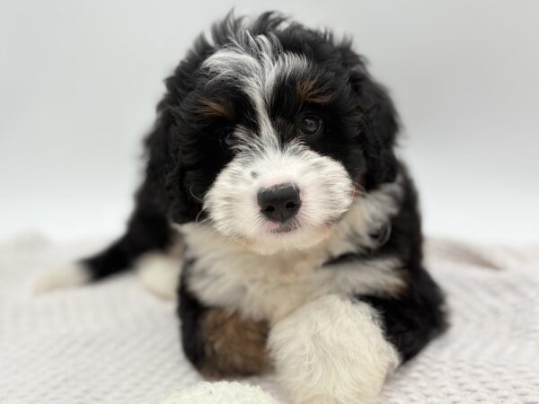 [#25265-03]  - Tri-Colored F Bernedoodle Mini Puppies for Sale