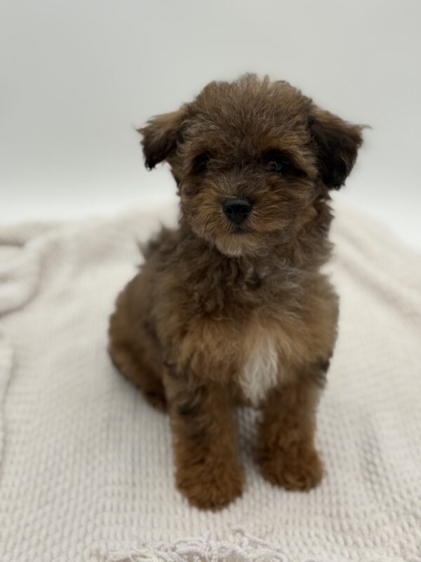 [#252309-01]  - Merle M Maltipoo Puppies for Sale