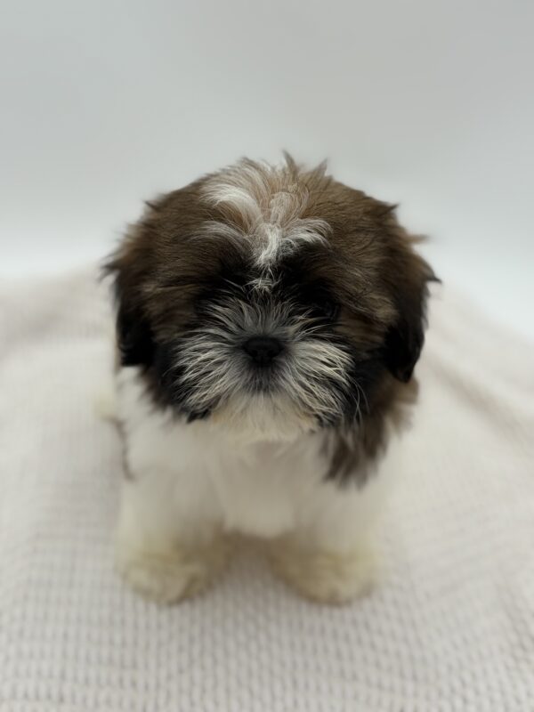 [#252085-04]  - Red / White F Shih Tzu Puppies for Sale