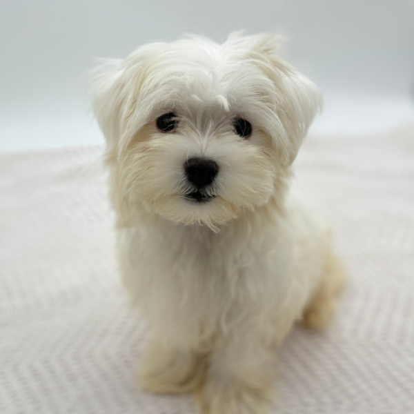 [#251839-01]  - White M Maltese Puppies for Sale