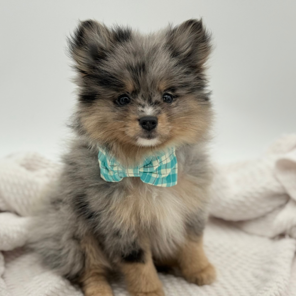 [#252282-03]  - Blue Merle M Pomeranian Puppies for Sale