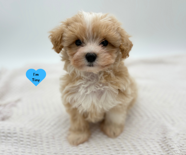 [#251618-01]  - Apricot M Maltipoo Puppies for Sale