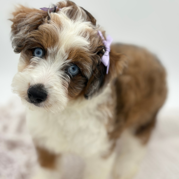 [#252083-08]  - Blue Merle F Aussiedoodle Mini Puppies for Sale
