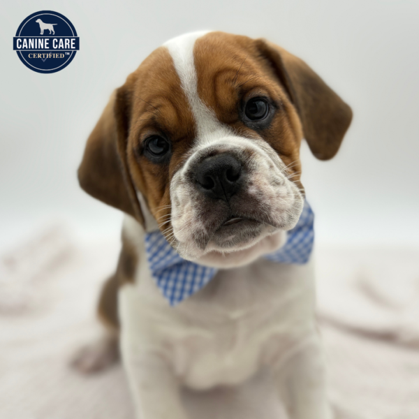 [#25284-01]  - Fawn / White M Bulldog/Puggle Puppies for Sale