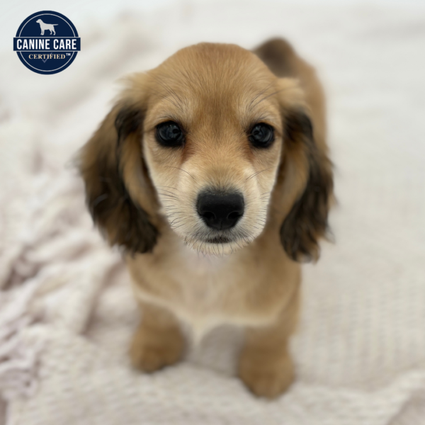 [#251952-05]  - Red F Dachshund Puppies for Sale