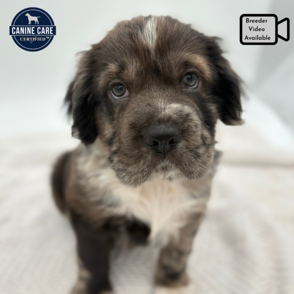 [#251594-04]  - Chocolate Merle M Hippo Mini Puppies for Sale