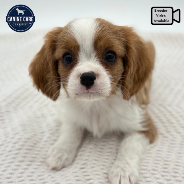 [#251592-01]  - Blenheim M Cavalier King Charles Spaniel Puppies for Sale