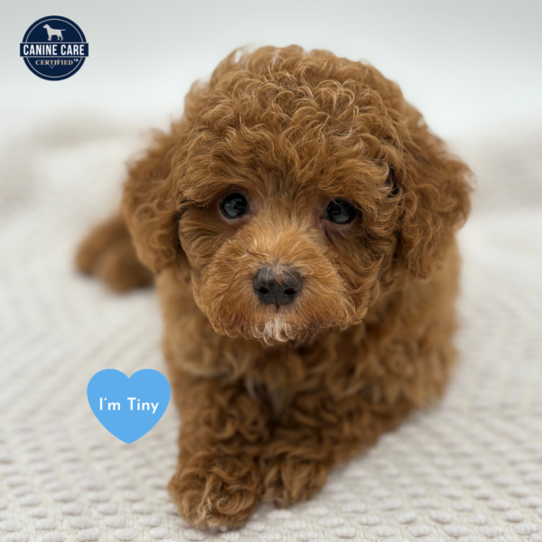 [#251560-02]  - Red M Poodle Mini Puppies for Sale