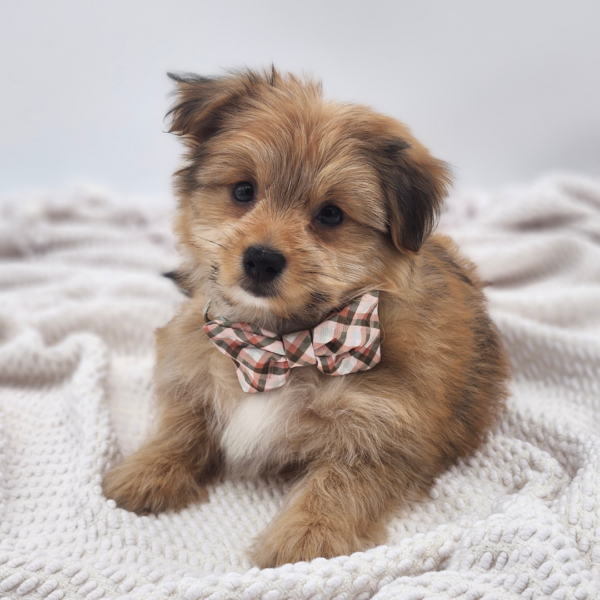 [#252405-01]  - Tan M Pomeranian/Yorkie Puppies for Sale